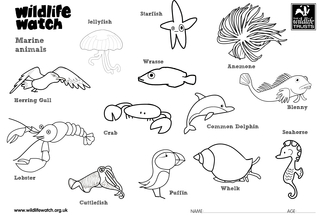 Marine colouring in