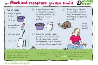mark and recapture snails