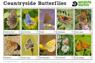 Countryside butterfly spotter