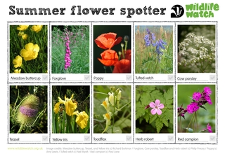 Summer flower spotter