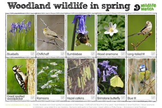 Woodland wildlife in spring 