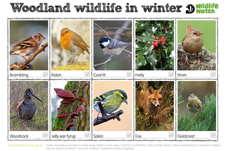 Woodland winter wildlife spotter sheet