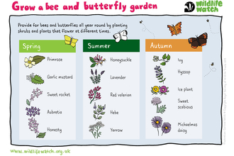 A guide to growing a garden that will attract bees and butterflies