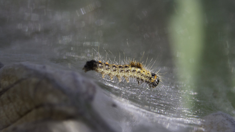 A very young brown-tail moth caterpillar on the silk web in which they live communally
