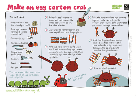 Egg carton crab