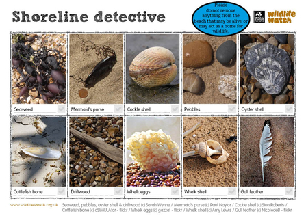 Shoreline detective spotting sheet