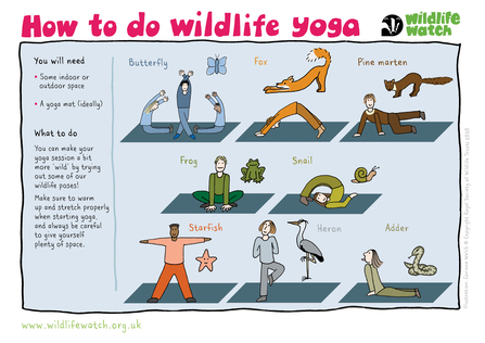 wildlife yoga