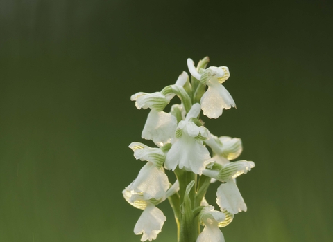 Green-winged Orchid (white form)