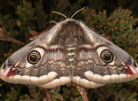 Emperor Moth