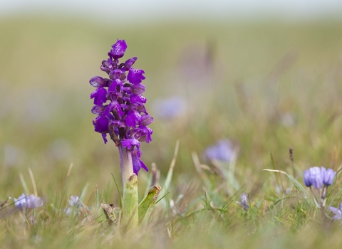Green-winged Orchid