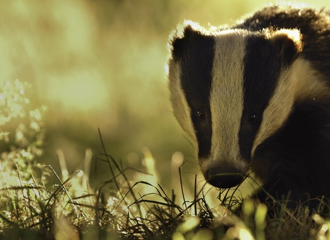 Young adult badger in Derbyshire