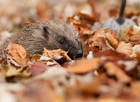 Hedgehog amongst autumn leaves 