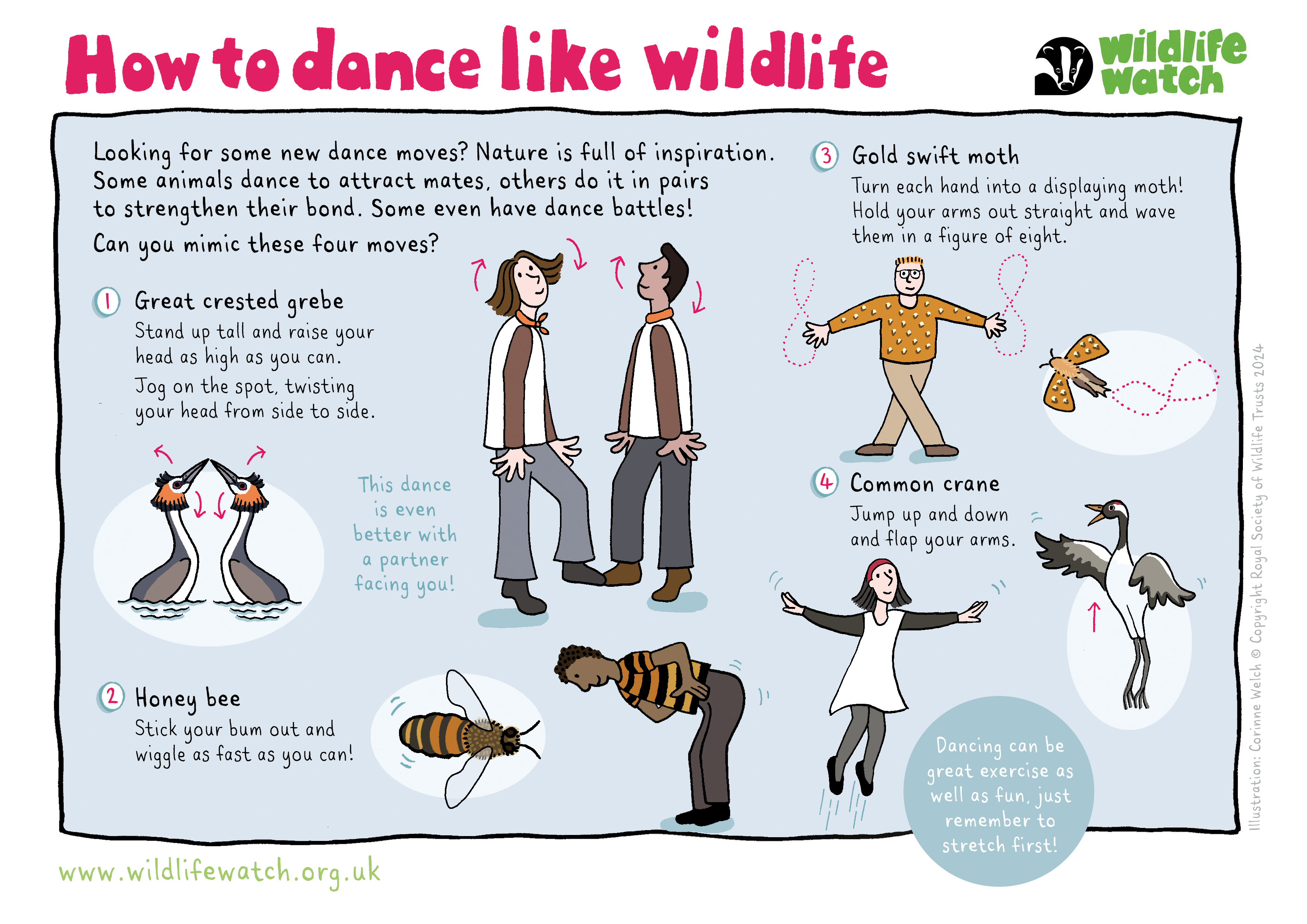 Dance Like Wildlife