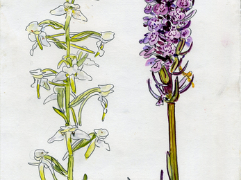 Greater butterfly and common spotted orchid - John Walters