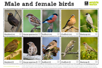 Male and female birds spotter