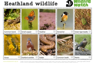 Heathland wildlife