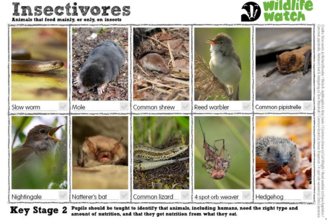 Insectivores spotter