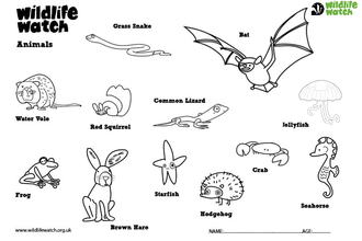 Animal colouring sheet