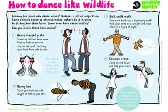How to dance like wildlife