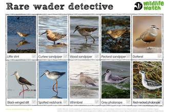 A spotting sheet for rare waders, featuring little stint, curlew sandpiper, wood sandpiper, pectoral sandpiper, dotterel, black-winged stilt, spotted redshank, whimrbel, grey phalarope, and red-necked phalarope