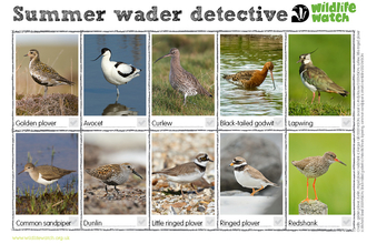 A spotting sheet of ten wading birds. They are golden plover, avocet, curlew, black-tailed godwit, lapwing, common sandpiper, dunlin, little ringed plover, ringed plover and redshank