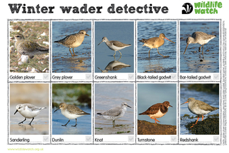 A spotting sheet for winter wading birds, including golden plover, grey plover, greenshank, black-tailed godwit, bar-tailed godwit, sanderling, dunlin, knot, turnstone and redshank