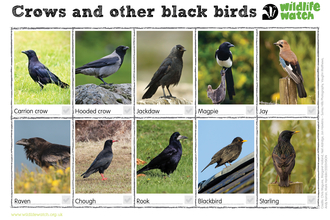 A spotter sheet showing ten birds: carrion crow, hooded crow, jackdaw, magpie, jay, raven, chough, rook, blackbird, starling