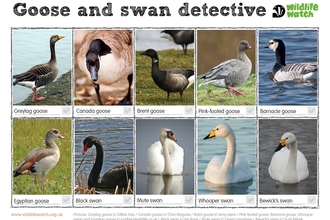 Ten geese and swans to spot: greylag goose, Canada goose, grent goose, pink-footed goose, barnacle goose, Egyptian goose, black swan, mute swan, whooper swan, Bewick's swan