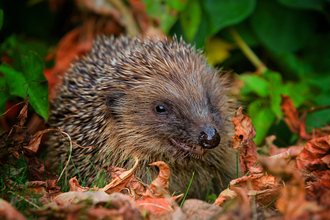 Hedgehog