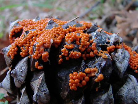 Slime mould