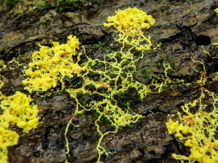 Many headed slime mould