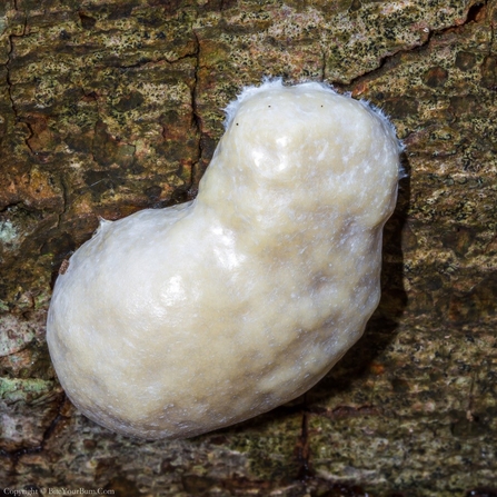 False Puffball