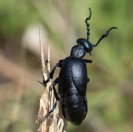 oil beetle