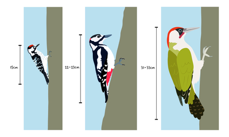 woodpeckers