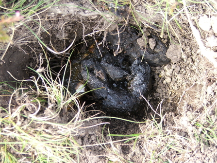 Badger poo