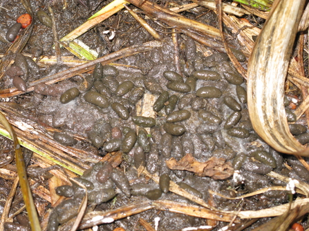 Water vole poo