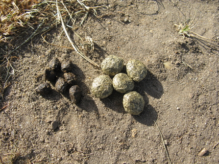 does fox poo look like dog poo