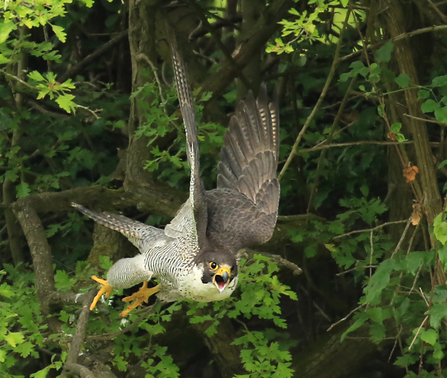 Peregrine falcon