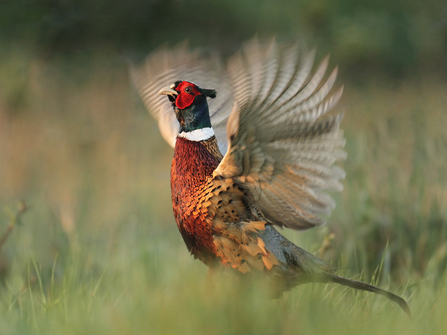 Pheasant