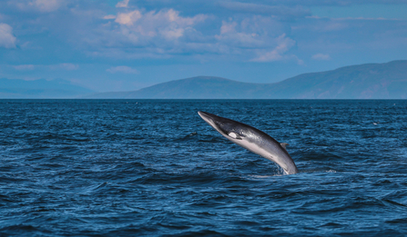 Minke whale breaching off Rue point Rathlin Island