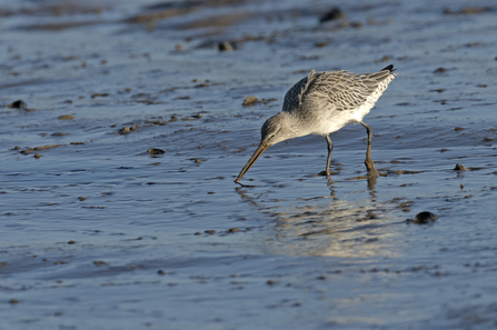 Bar-tailed Godwit 