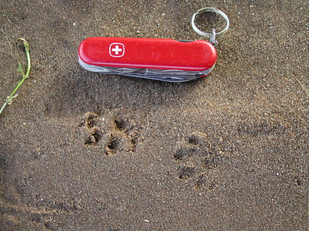 Mink tracks