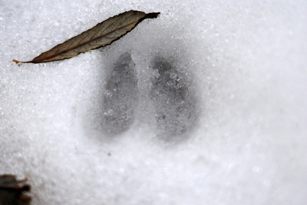 Prints in snow