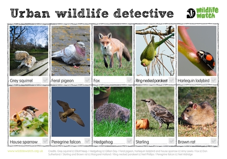 Urban wildlife spotter sheet