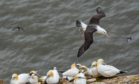 A black-browed albatross flying above a cliff, with gannets sitting on the edge