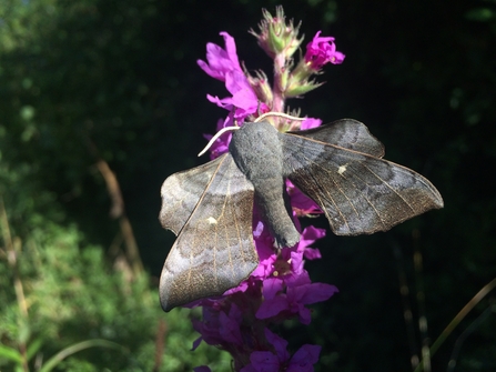 A poplar hawk-moth resting on a tower of purple flowers