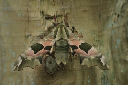 A lime hawk-moth resting on a fence post, its pink and green wings spread and its abdomen curled up