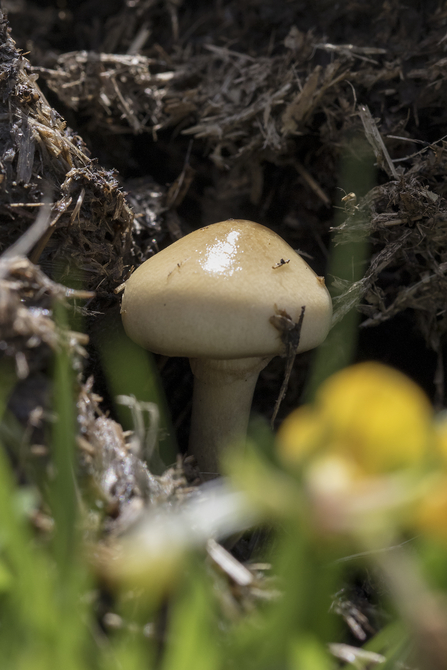 Dung roundhead fungus, a creamy brown mushroom, growing up from some poo