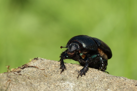 A dung beetle clambering over a log