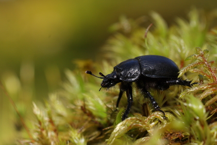 A dor beetle standing amongst a miniature forest of mosses